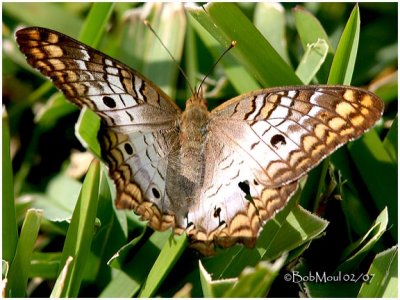 White PeacockAnartia jatrophae