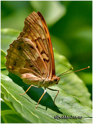 Tawny EmperorAsterocampa clyton