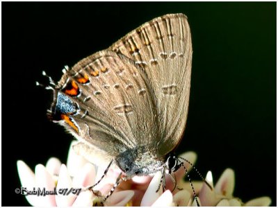 Edwards Hairstreak