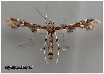 Plume Moth-Small, Unidentified