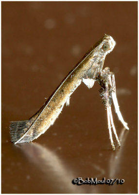 Sumac Leafblotch MothCaloptilia rhoifoliella #0630