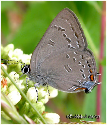 Edwards Hairstreak-N