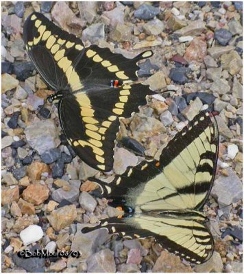 Giant Swallowtail w/ Eastern Tiger Swallowtail