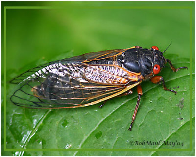 Cicada - Brood X