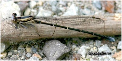 Dusky Dancer Female