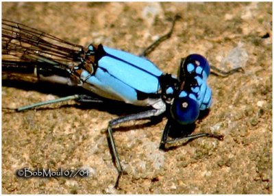 Blue Fronted Dancer-Thorax-Male