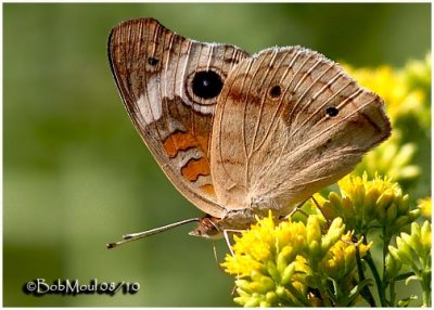 Common BuckeyeJunonia coenia