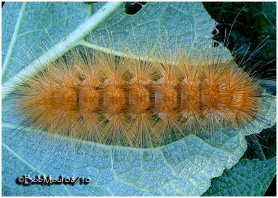 Virginian Tiger Moth Caterpillar Spilosoma virginica #8137