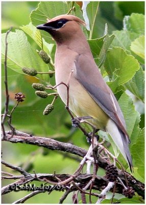 Cedar Waxwing