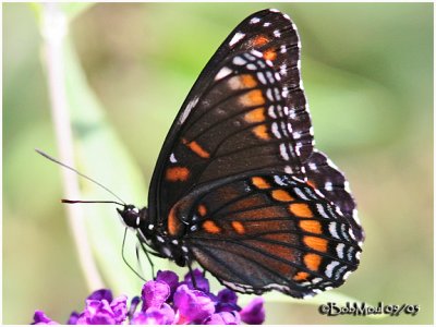 RUBIDUS  Strecker (Hybrid) --Red-Spotted Purple (L. a. astyanax)  X  Viceroy (L. archippus)-VENTRAL