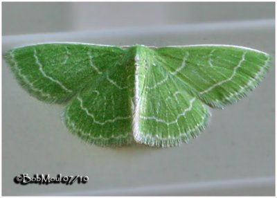 Wavy-lined Emerald MothSynchlora aerata #7058
