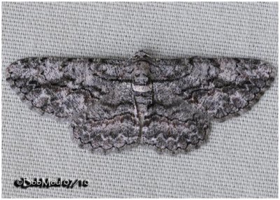 Common Gray MothAnavitrinella pampinaria #6590