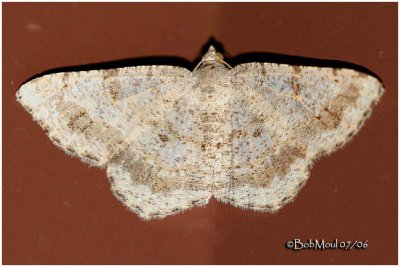 Faint-spotted Angle MothDigrammia ocellinata  #6386