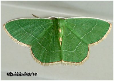 Red-fringed Emerald MothNemoria bistriaria #7046