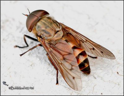 Horse Fly-Male