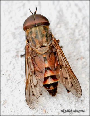 Horse Fly-Male