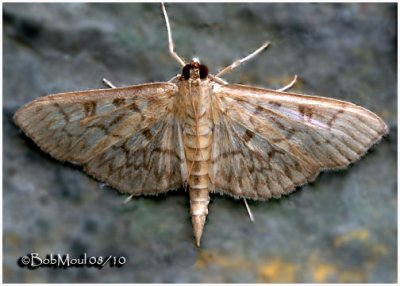 <h5><big>Bold Feathered Grass Moth<br></big><em>Herpetogramma pertextalis #5275</h5></em>