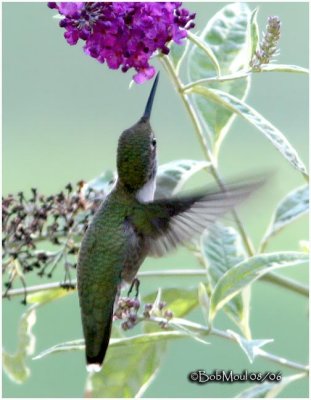 Ruby-throated Hummingbird-Immature Male
