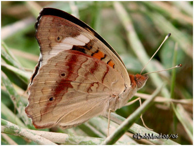 Common BuckeyeJunonia coenia