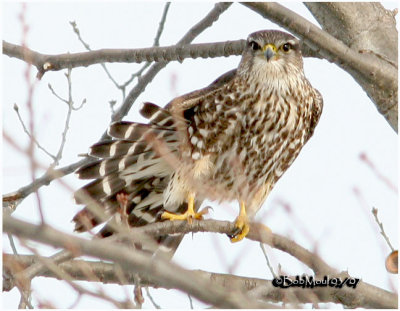 Merlin-Female