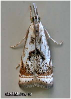 Elegant Grass Veneer MothMicrocrambus elegans #5420