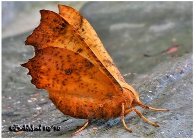 Maple Spanworm MothEnnomos magnaria #6797