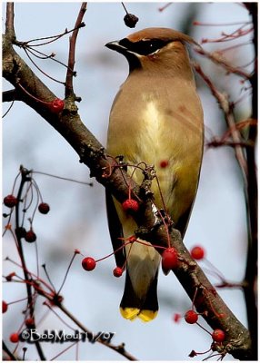 Cedar Waxwing