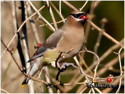 Cedar Waxwing