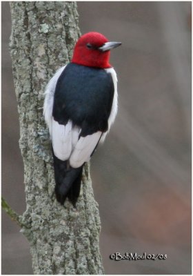 Red-headed Woodpecker