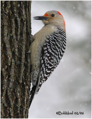 Red-bellied Woodpecker-Female