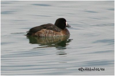 Greater Scaup-Adult Female