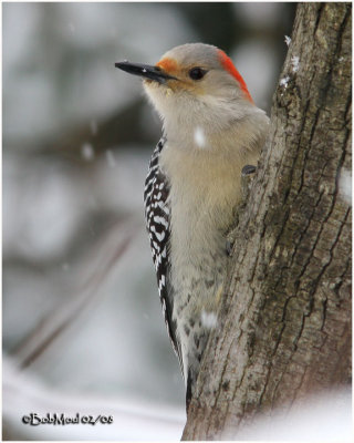 Red-bellied Woodpecker-Female