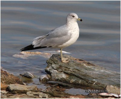 Ring-billed Gull