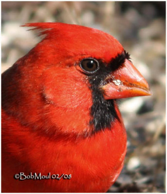 Northern Cardinal-Male