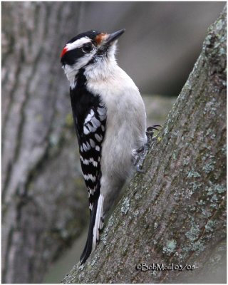 Downy Woodpecker-Male