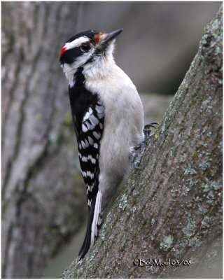 DOWNY WOODPECKERS