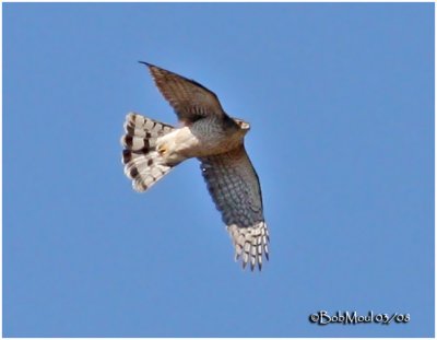 Sharp-shinned Hawk