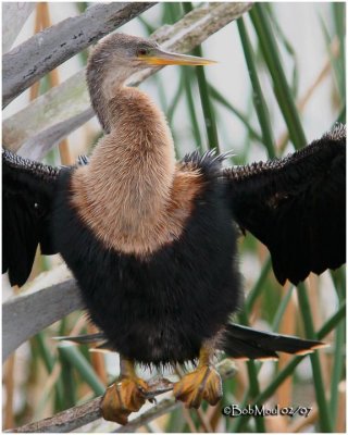 Anhinga-Possible Juvenile