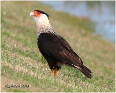 Crested Caracara