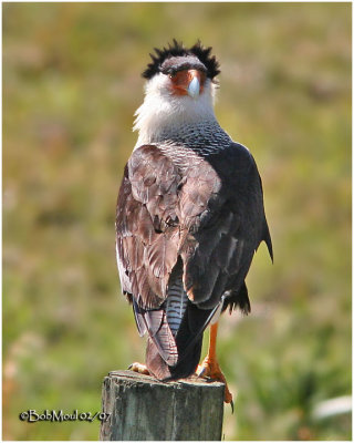 Crested Caracara