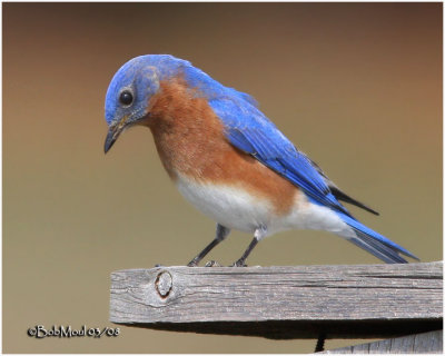Eastern Bluebird-Male