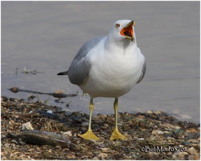 Ring-billed Gull