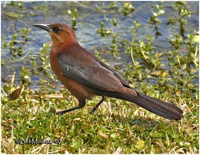 Boat-tailed Grackle-Female
