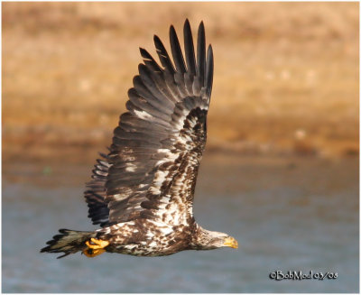 Bald Eagle-3rd year sub adult