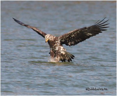 Bald Eagle-3rd year sub adult