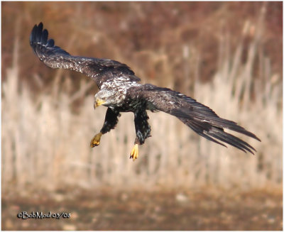 Bald Eagle-3rd year sub adult