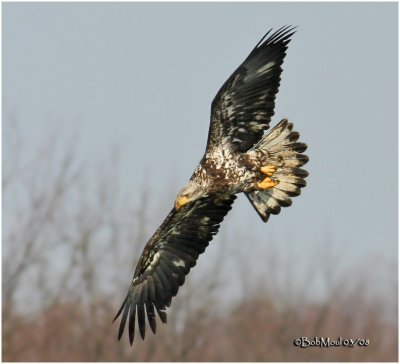 Bald Eagle-3rd year sub adult