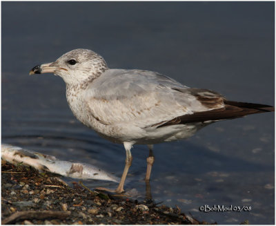 Ring-billed Gull