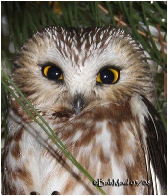 NORTHERN SAW-WHET OWLS