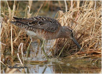 Short-billed Dowitcher-Breeding Plumage